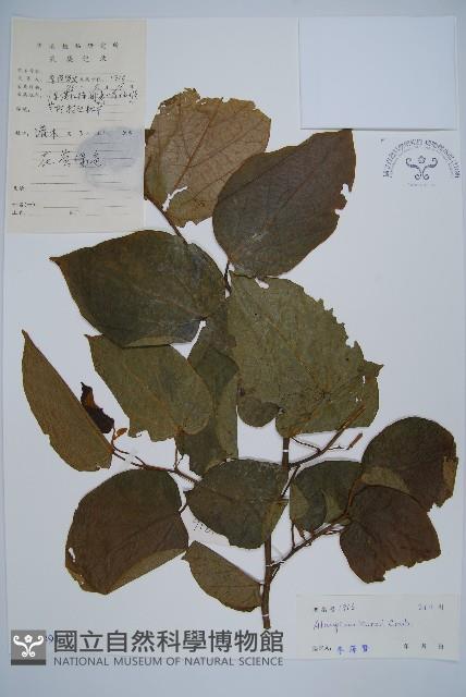 長毛八角楓藏品圖，第1張