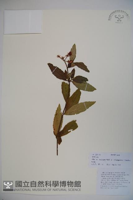 狹葉莢迷藏品圖，第1張