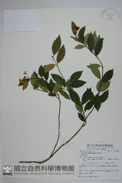 細梗絡石藏品圖，第1張