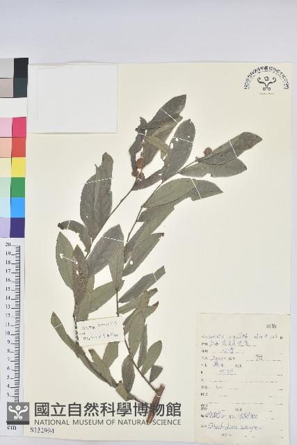 白背算盤子藏品圖，第1張