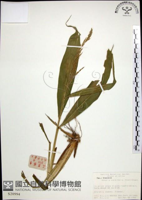 Palm Grass Collection Image