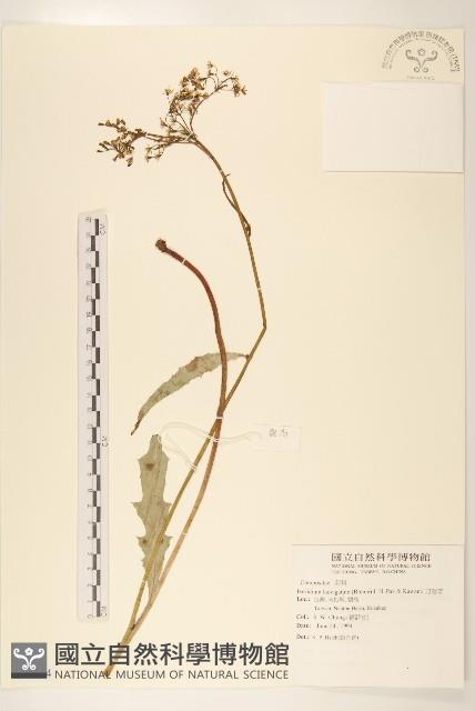 刀傷草藏品圖，第1張