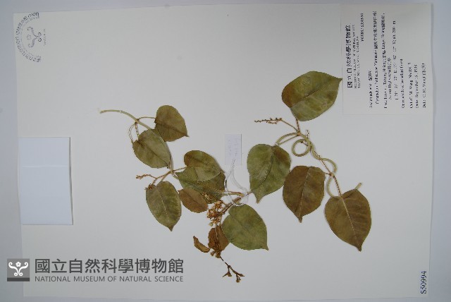 蘭嶼牛皮消、蘭嶼白薇藏品圖，第1張