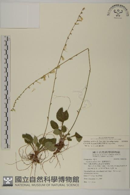 臺灣鬼督郵藏品圖，第1張