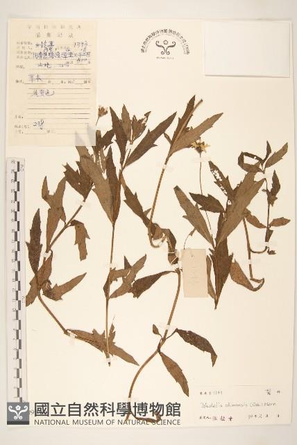 蟛蜞菊藏品圖，第1張