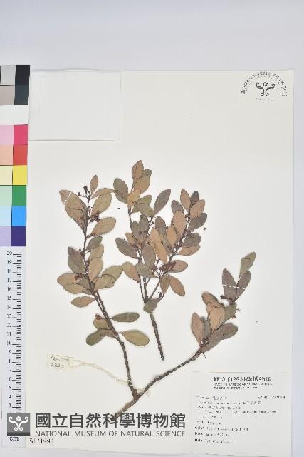 凹葉越橘藏品圖，第1張