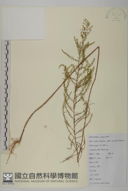 茵蔯蒿藏品圖，第1張