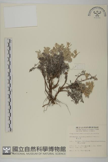 山艾藏品圖，第1張