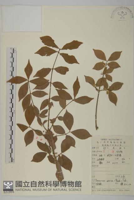 衛矛藏品圖，第1張