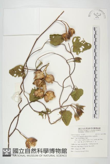 盒果藤藏品圖，第1張