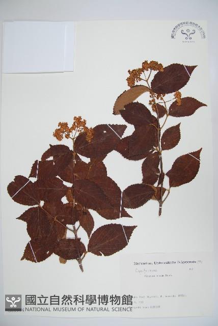 松田氏莢迷、宜昌莢迷藏品圖，第1張