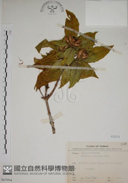 基尖葉野牡丹、蘭嶼野牡丹藏品圖，第1張