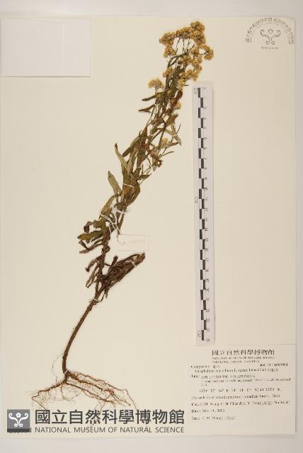 絲綿草藏品圖，第1張