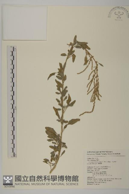 變葉藜藏品圖，第1張