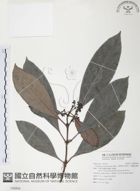 九節木、牛屎烏、青龍吐霧藏品圖，第1張
