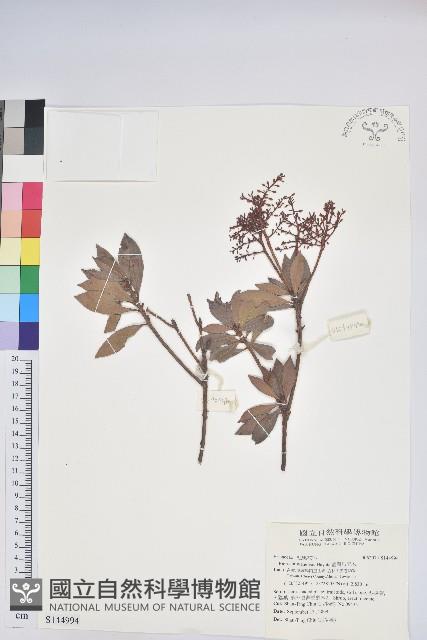 臺灣馬醉木藏品圖，第1張