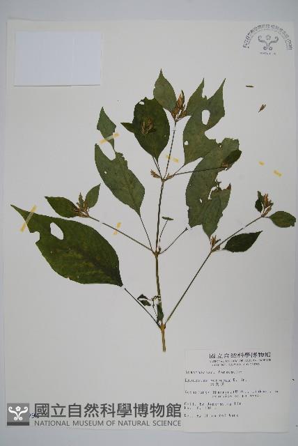 六角英, 槍刀菜藏品圖，第1張