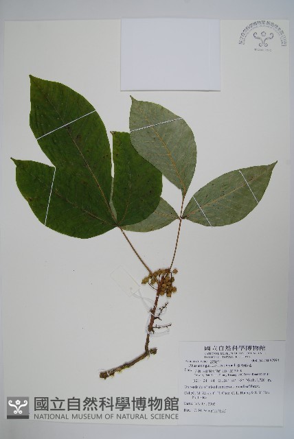 臺灣藤漆藏品圖，第1張