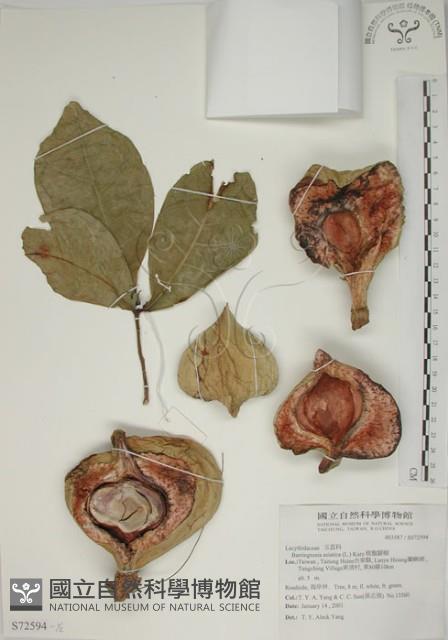 棋盤腳樹藏品圖，第1張