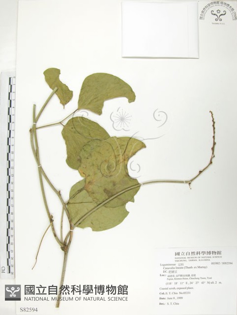 肥豬豆藏品圖，第1張