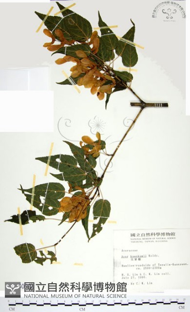 尖葉槭藏品圖，第1張