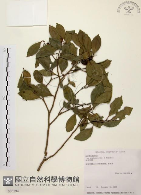 烏來冬青藏品圖，第1張