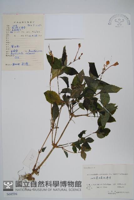 擬馬偕花、白接骨藏品圖，第1張