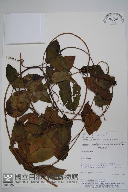 登錄號:S080594藏品圖，第1張