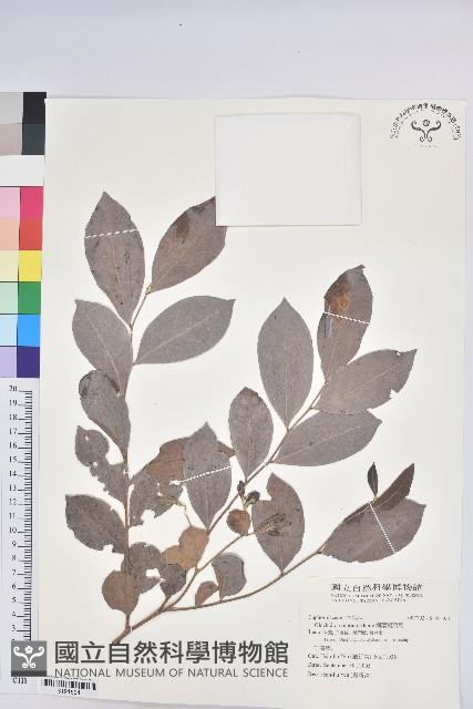 Common Glochidion Collection Image