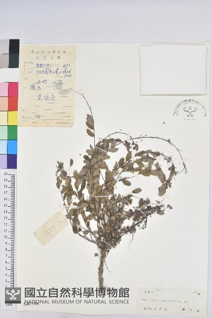 登錄號:S041594藏品圖，第1張