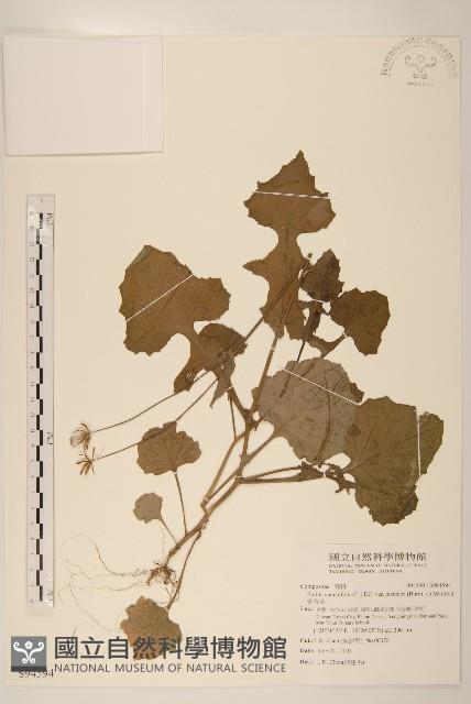 紫背草藏品圖，第1張