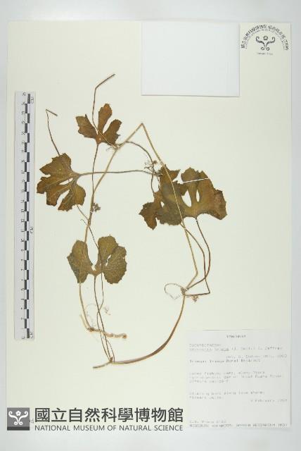 登錄號:S093594藏品圖，第1張