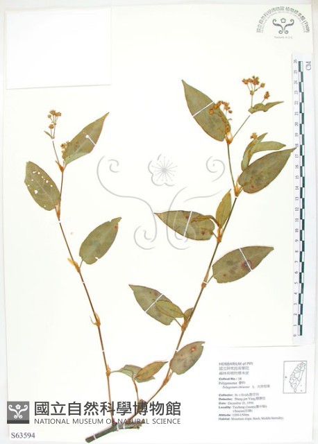 火炭母草、清飯藤藏品圖，第1張