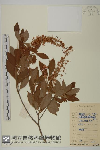 江南山柳藏品圖，第1張