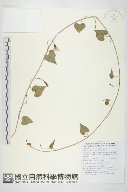 野牽牛藏品圖，第1張