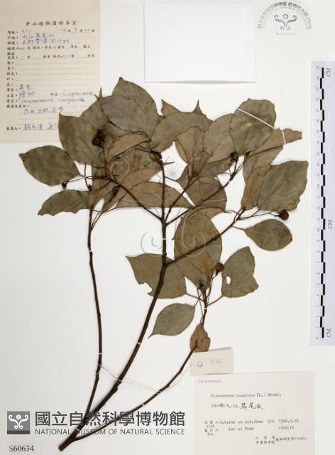 樟樹藏品圖，第1張