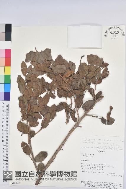 登錄號:S080634藏品圖，第1張