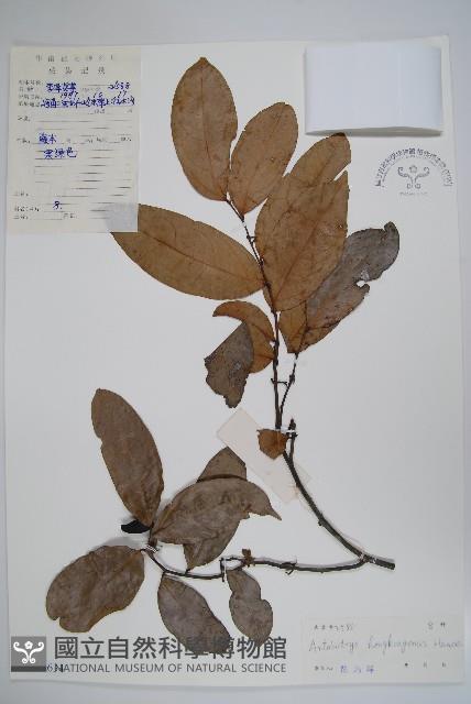 香港鷹爪花藏品圖，第1張