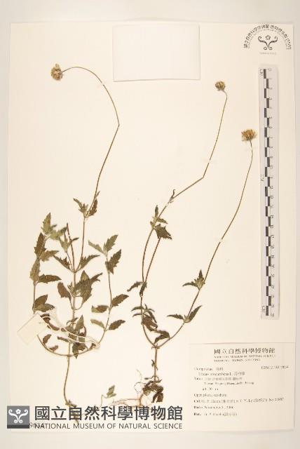 長柄菊藏品圖，第1張