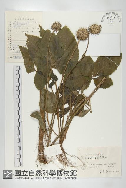 續斷藏品圖，第1張