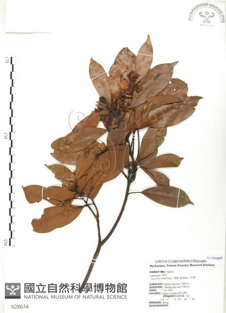 豬腳楠藏品圖，第1張