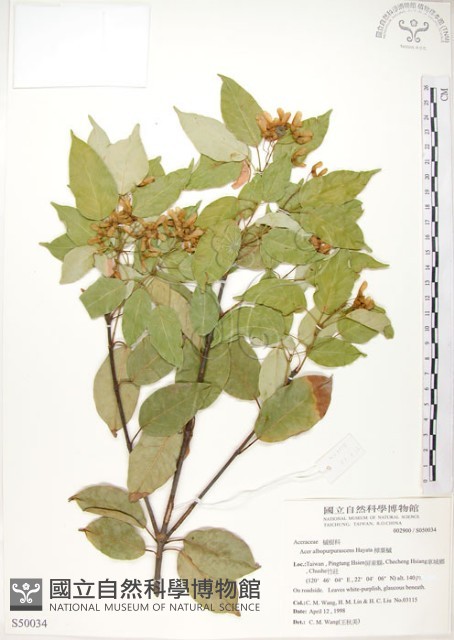 樟葉槭, 飛蛾子樹藏品圖，第1張