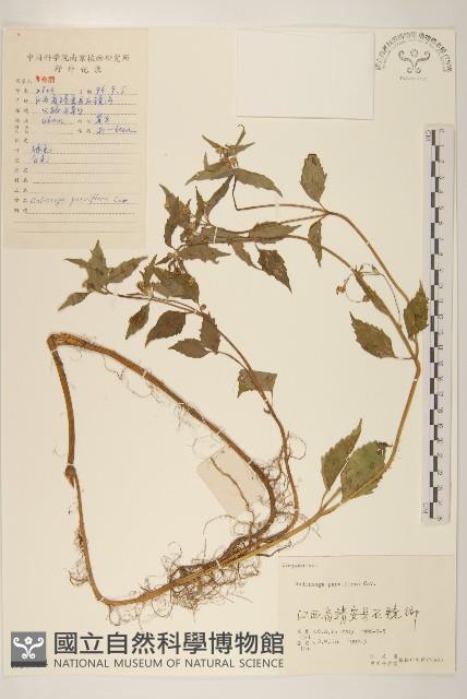 小米菊藏品圖，第1張