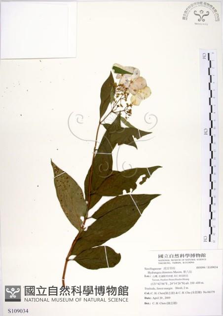 華八仙藏品圖，第1張