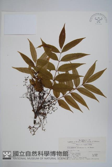 野漆、木臘樹藏品圖，第1張