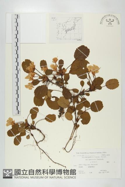 登錄號:S108034藏品圖，第1張