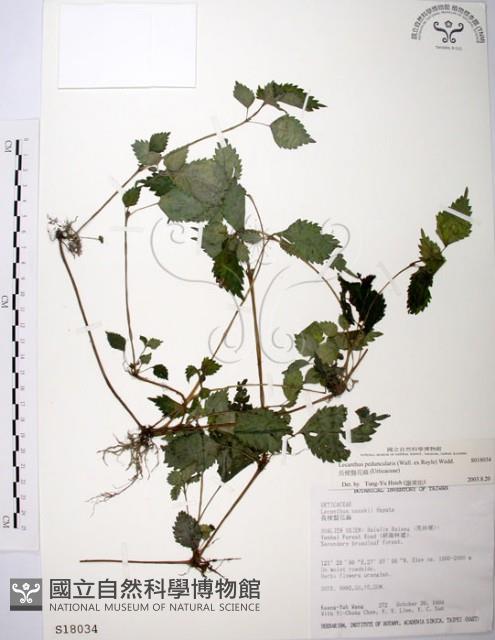 長梗盤花麻藏品圖，第1張