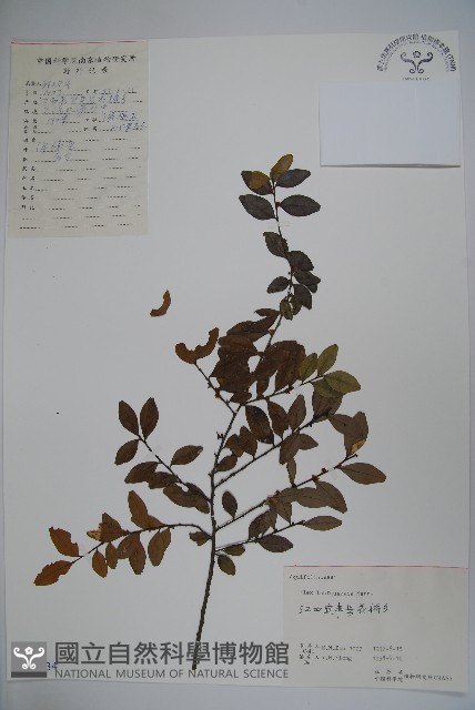 羅浮冬青、矮冬青藏品圖，第1張