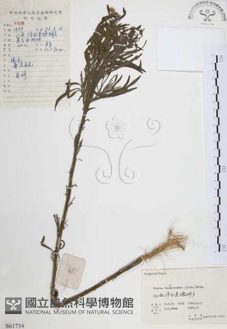 美洲假蓬藏品圖，第1張