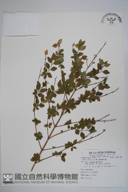 臺灣糯米條藏品圖，第1張